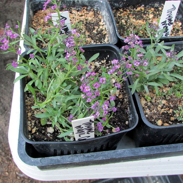 THYMUS SERPYLLUM - MAGIC CARPET
