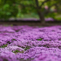 THYMUS SERPYLLUM