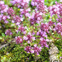 THYMUS SERPYLLUM