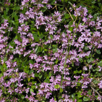 THYMUS SERPYLLUM