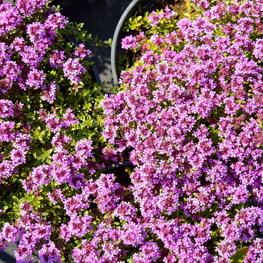 THYMUS SERPYLUM - ROSEUS