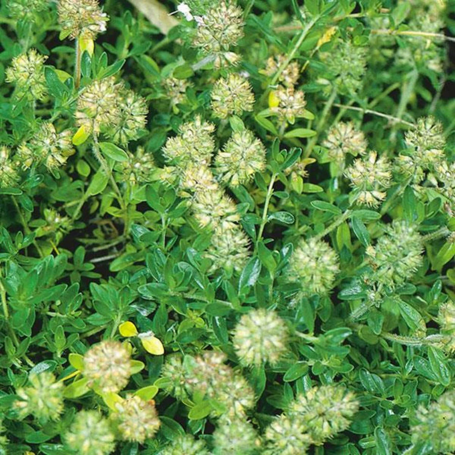 THYMUS VULGARIS - ANGLAIS (THYM ANGLAIS)