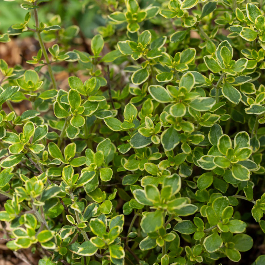 THYMUS X CITRIODORUS (THYM CITRON)