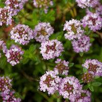 THYMUS X CITRIODORUS (THYM CITRON)