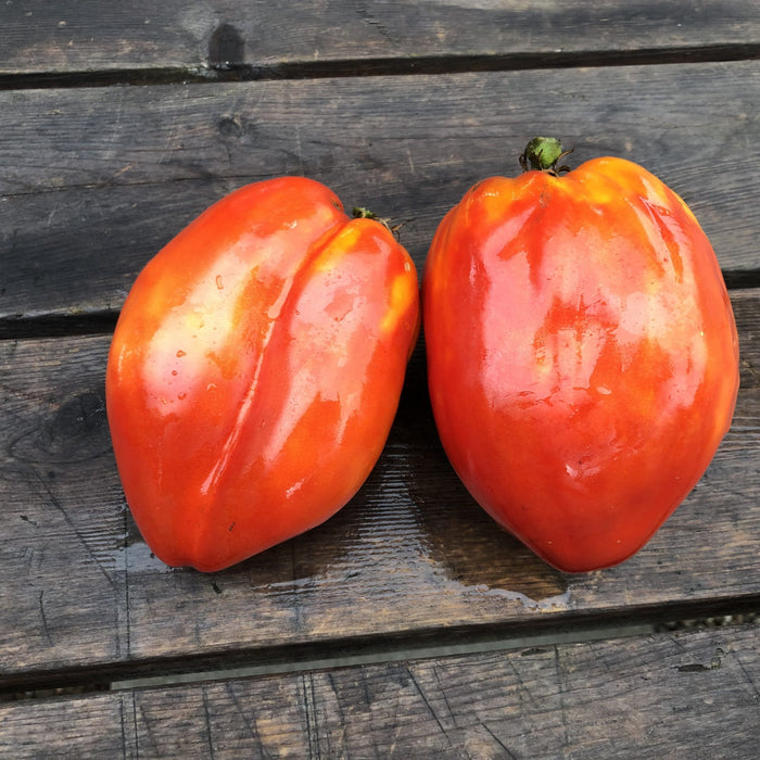 SEMENCES BIOLOGIQUES: TOMATE COEUR DE BOEUF LA PASQUALE