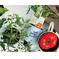 TOMATE ROUGE - MÉMÉ DE BEAUCE