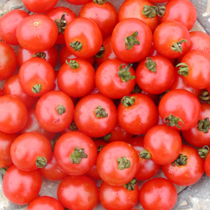 SEMENCES BIOLOGIQUES: TOMATE CERISE SUB-ARCTIC