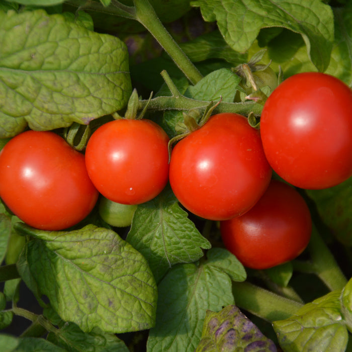 SEMENCES BIOLOGIQUES: TOMATE COCKTAIL TINY TIM