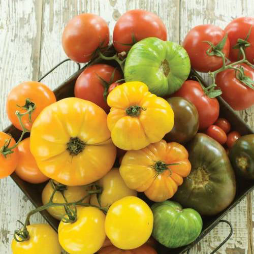 SEMENCES BIOLOGIQUES: TOMATE EN MÉLANGE GROS FRUITS