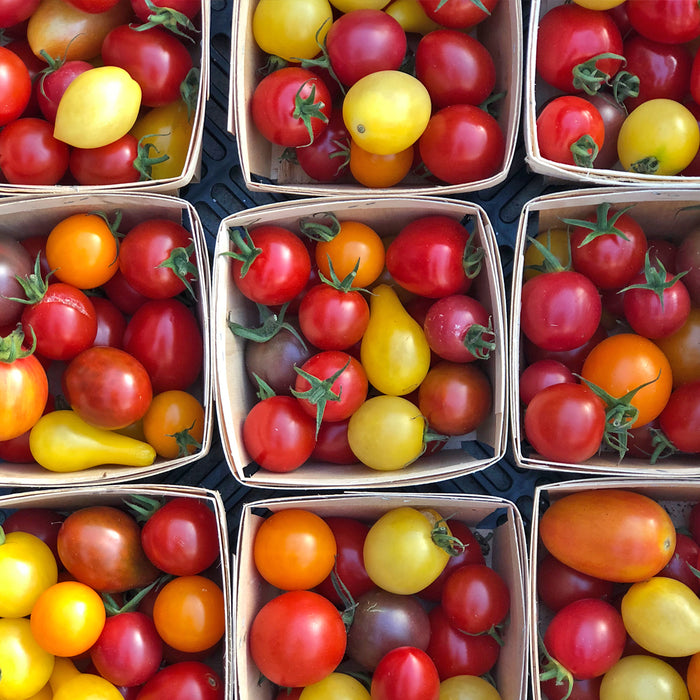 SEMENCES BIOLOGIQUES: TOMATE EN MÉLANGE PETITS FRUITS