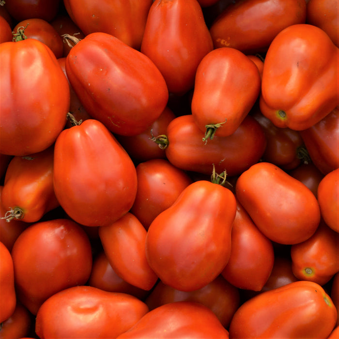 SEMENCES BIOLOGIQUES: TOMATE ITALIENNE ROMA