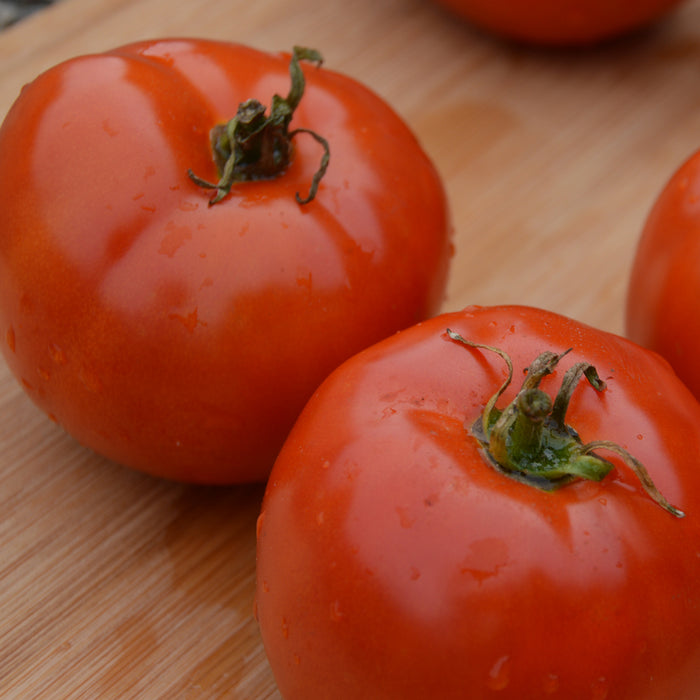 SEMENCES BIOLOGIQUES: TOMATE STANDARD MANITOBA