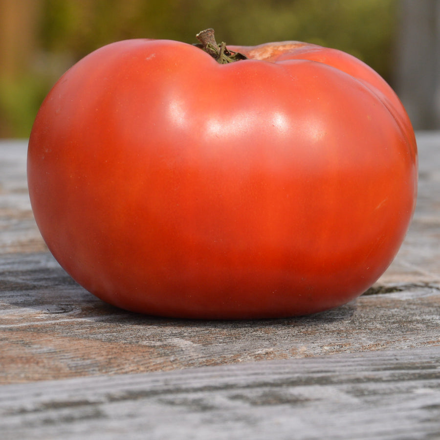 SEMENCES BIOLOGIQUES: TOMATE STANDARD ROSE DE BERNE