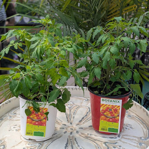 TOMATE CERISE BONBON JAUNE ET ROUGE