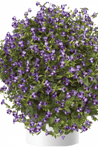 TORENIA MOON - PURPLE