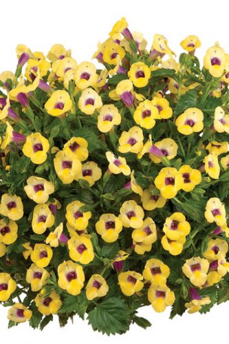 TORÉNIA MOON - YELLOW