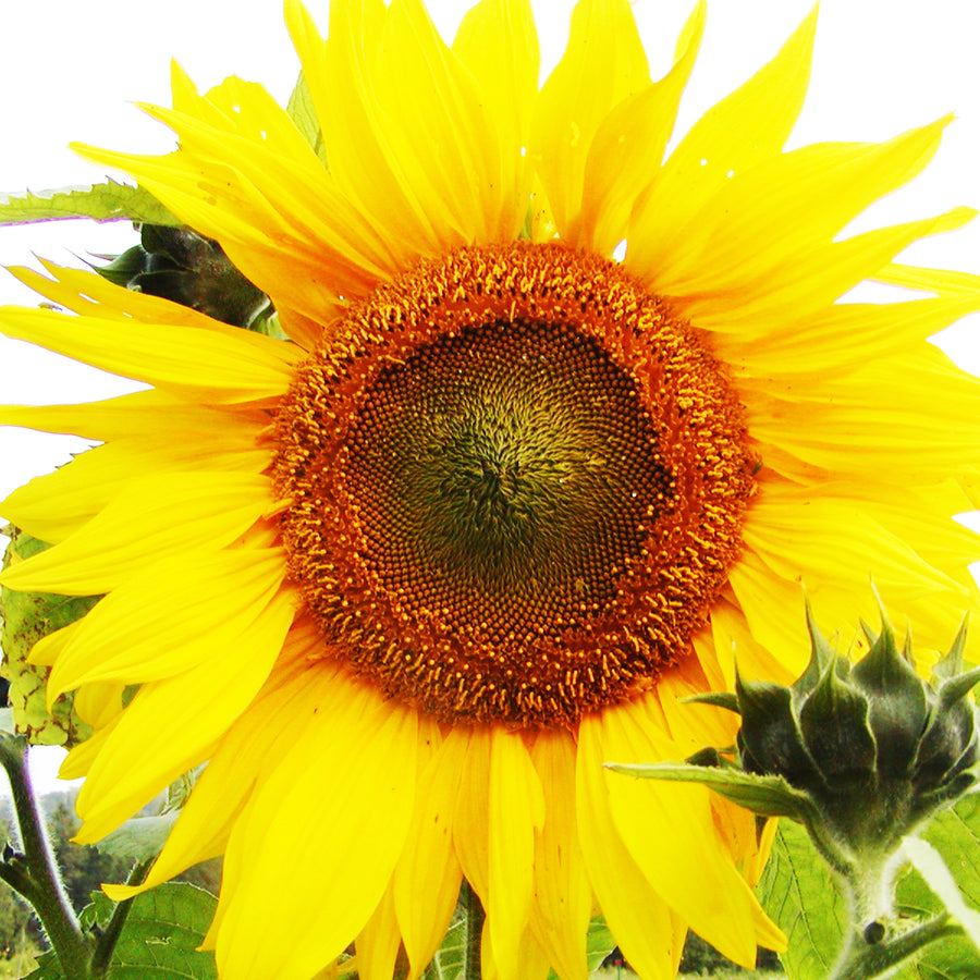ORGANIC SEEDS: GIANT MAMMOTH SUNFLOWER