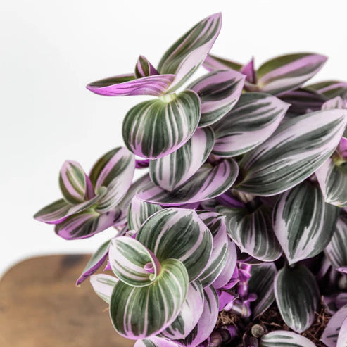 TRADESCANTIA NANOUK * BUBBLEGUM PINK TRADESCANTIA *