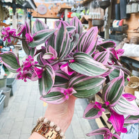 TRADESCANTIA NANOUK * MISERE BUBBLEGUM*