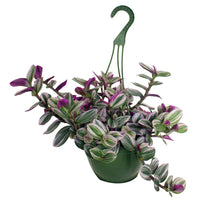 TRADESCANTIA NANOUK * MISERE BUBBLEGUM*