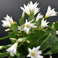 CACTUS DE PAQUES