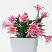 CACTUS DE PAQUES