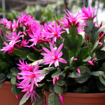 EASTER CACTUS