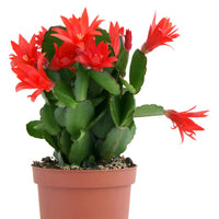 CACTUS DE PAQUES