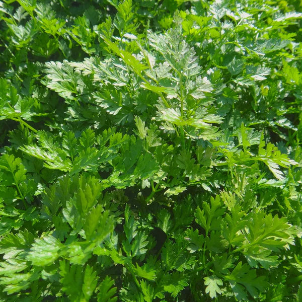 SEMENCES DE FINES HERBE BIO: CERFEUIL