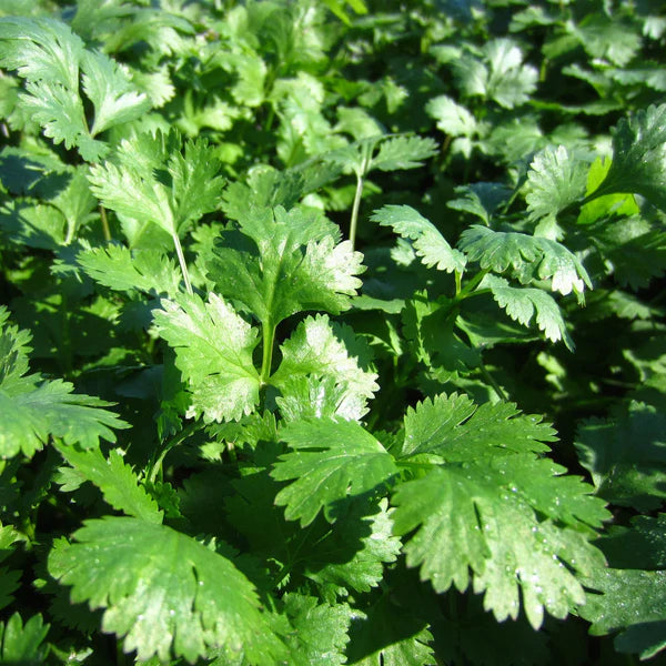 SEMENCES DE FINES HERBES: CORIANDRE SANTO