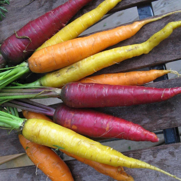 SEMENCES DE LEGUMES BIO: CAROTTE - DOIGTS DE SORCIERE