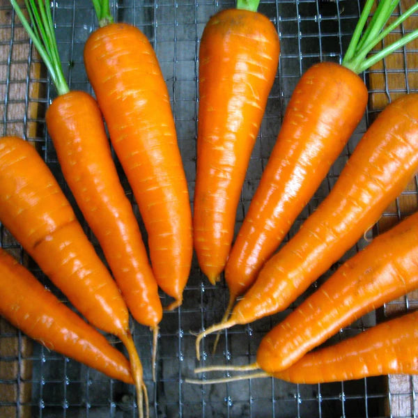 SEMENCES DE LEGUMES BIO: CAROTTE - RED CORED CHANTENAY