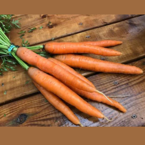 SEMENCES DE LEGUMES BIO - CAROTTE - DOLCIVA