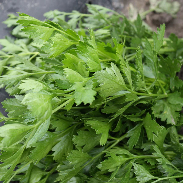 SEMENCES DE FINES HERBES BIO: PERSIL - ITALIEN