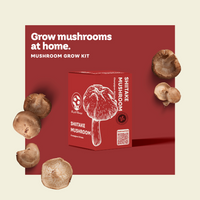 KIT DE CHAMPIGNONS SHIITAKE