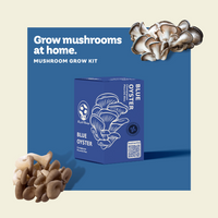 KIT DE CHAMPIGNONS PLEUROTES BLEUS