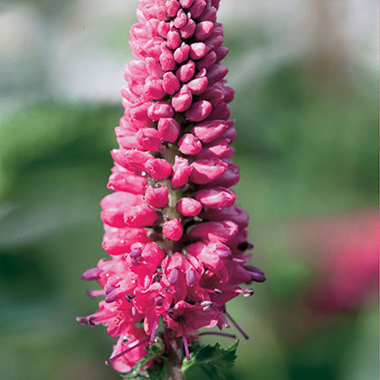 VERONICA LONGIFOLIA FIRST LOVE