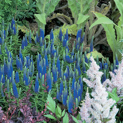VERONICA SPICATA - ROYAL CANDLES