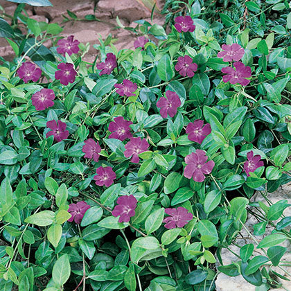 VINCA MINOR - ATROPURPUREA