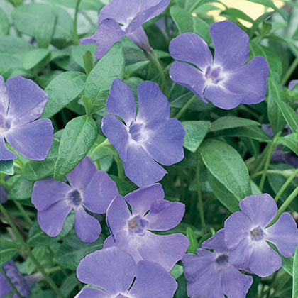 VINCA MINOR - BOWLES VARIETY