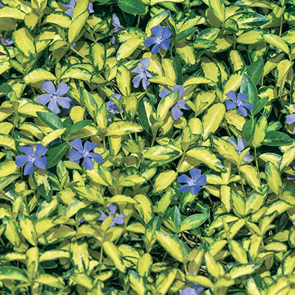 VINCA MINOR - ILLUMINATION