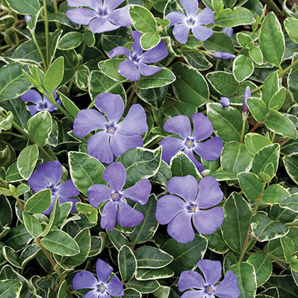 VINCA MINOR - RALPH SHUGERT