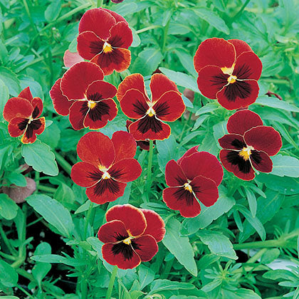 VIOLA - ARKWRIGHT RUBY