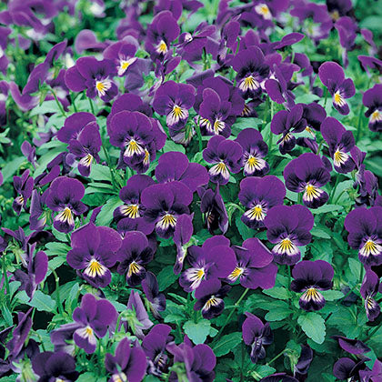 VIOLA TRICOLOR - BLUE ELF