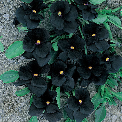 VIOLA CORNUTA - BOWLES BLACK