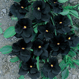 VIOLA CORNUTA - BOWLES BLACK