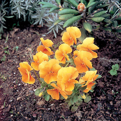 VIOLA - CHANTREYLAND