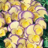 VIOLA - ETAIN