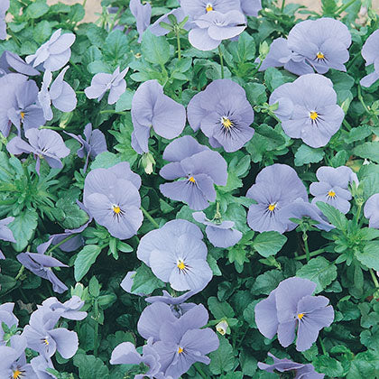 VIOLA CORNUTA - PERFECTION BLUE