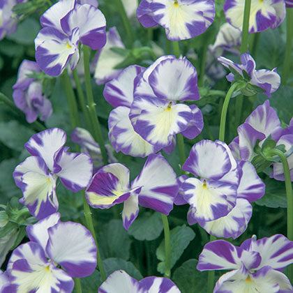 VIOLA - REBECCA